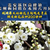 石榴籽播报 | 贵州梅园将于2025年2月22日上午8:30分正式开园，迎接四方游客前来欣赏梅花的芳姿（素材来源:@贵州梅园 制作:郑智谦