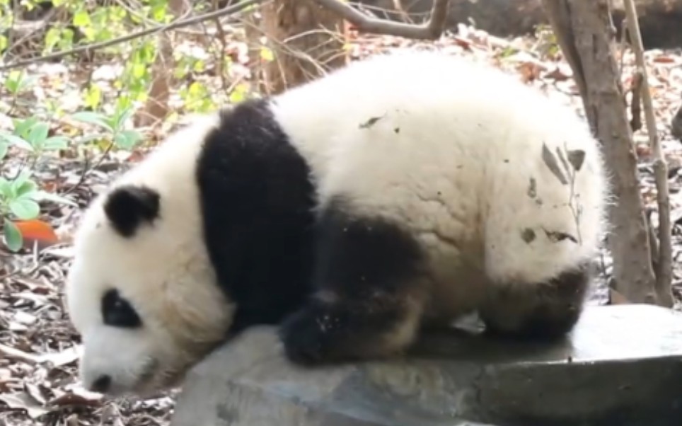 【大熊猫和花】想洗脚jiojio够不到水水的花花