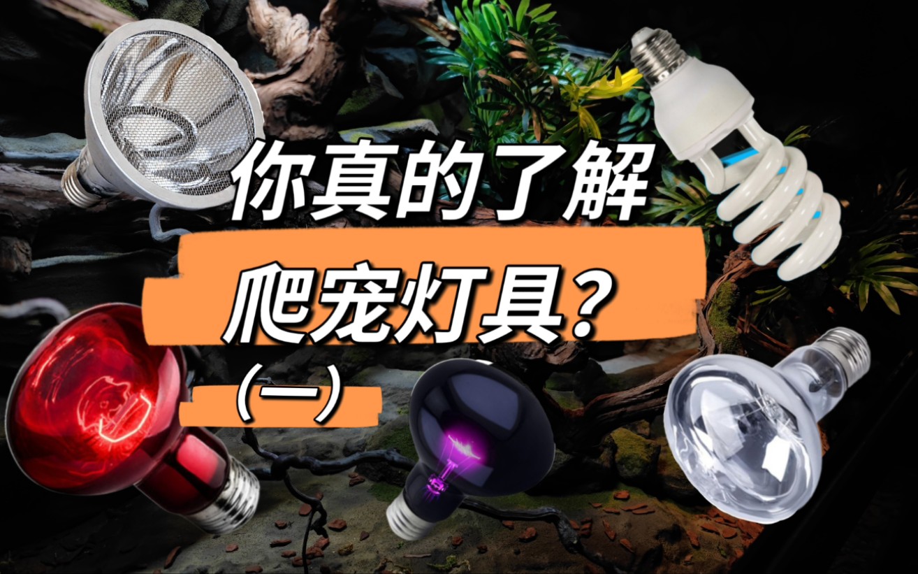 爬宠灯具的介绍与使用（一）
