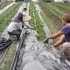 日本草莓栽培--覆盖地膜