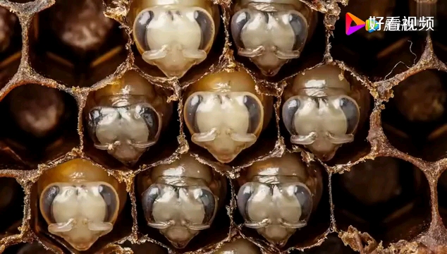蜜蜂发育历程，从卵、幼虫、蛹到成蜂，高清录像。