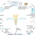分子生物学-基因克隆流程分析1