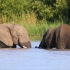 非洲大象谈恋爱