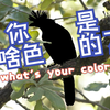【鸟类meme】大概是鸦科（？）的colors 便宜ppt