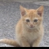 【纪录片】猫步走世界 16.日本冲绳篇【双语字幕】