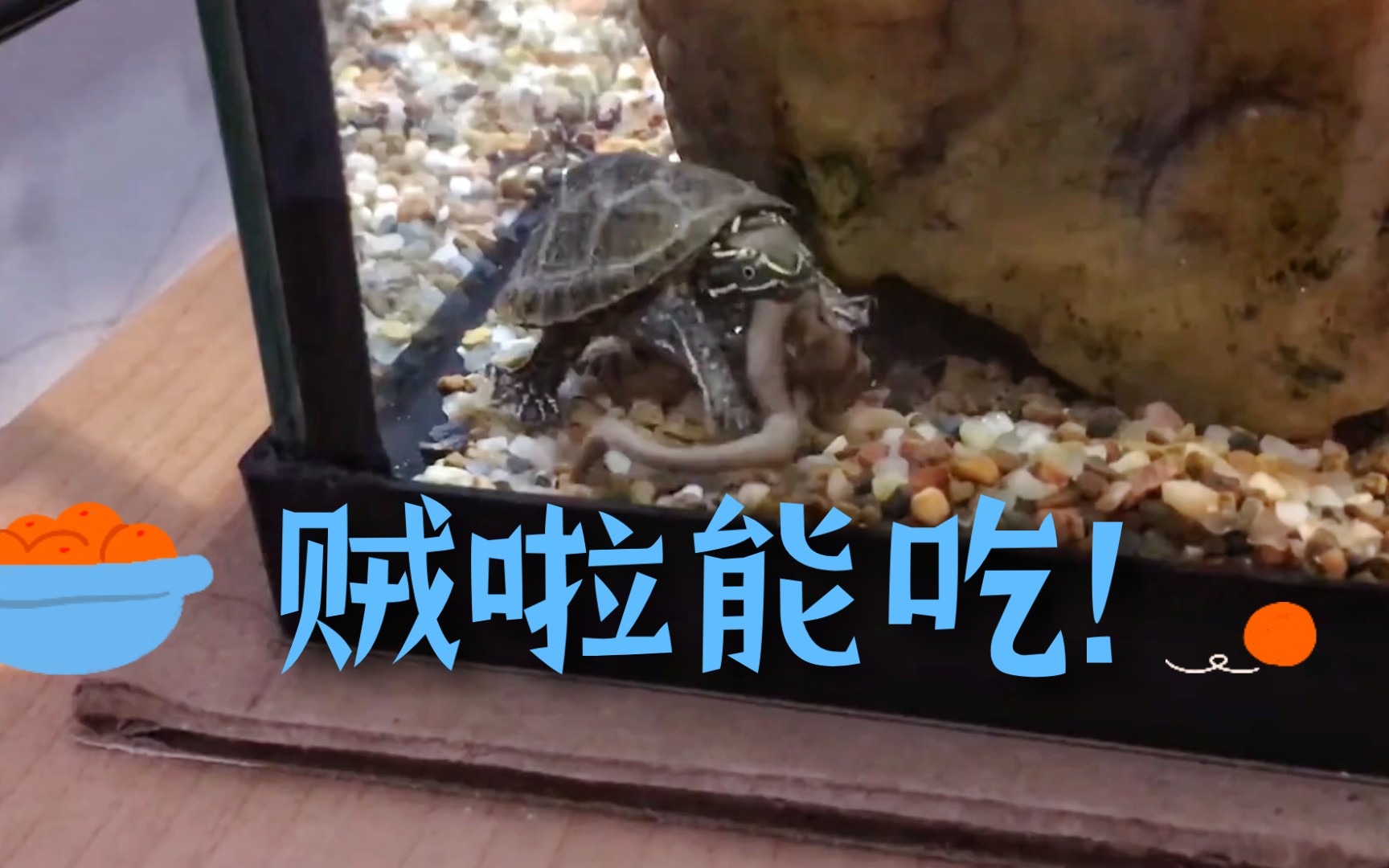 《小麝香龟啃蚯蚓！》贼啦能吃！