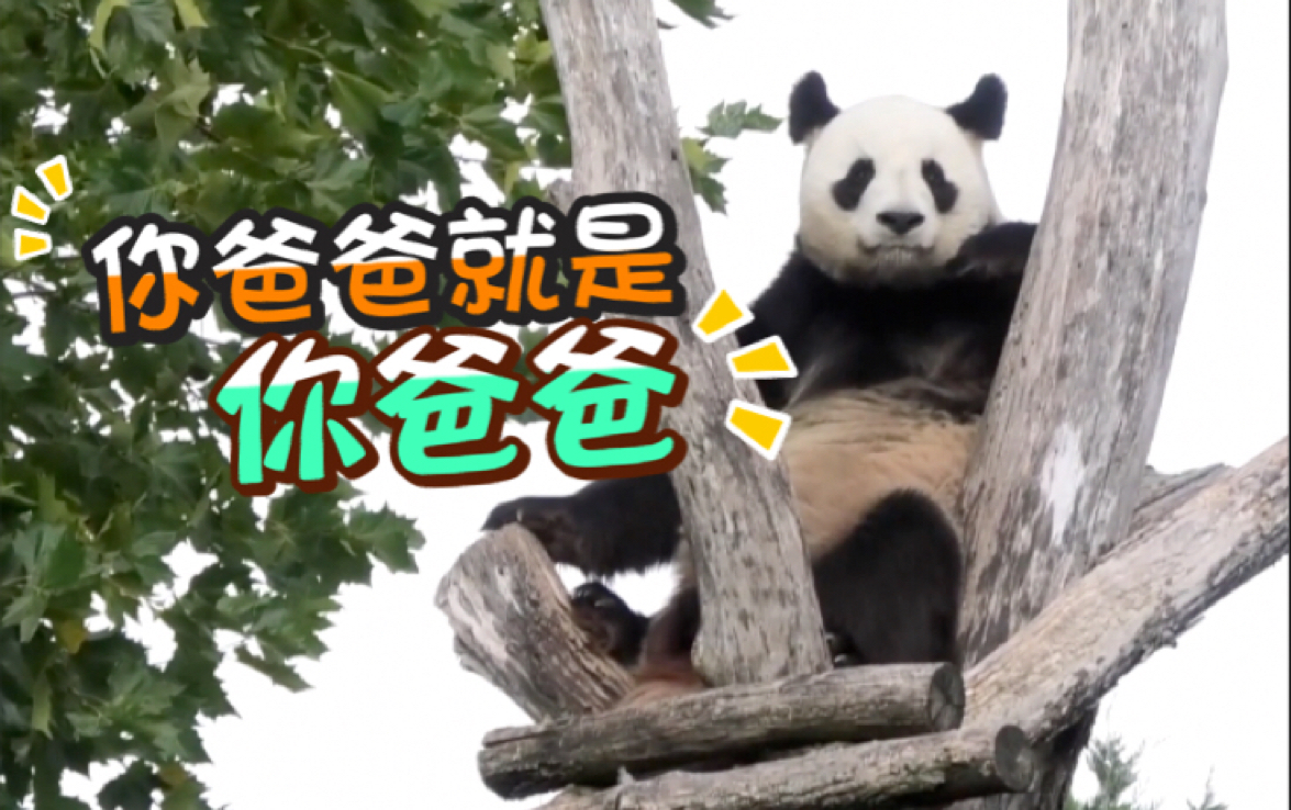 【大熊猫】为园子欧巴疯狂打电话！！！