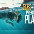 【4K&HDR】豆瓣评分9.3，神级恐龙纪录片《史前星球第一季》，以独一无二的方式揭开古代地球壮观的动物栖息地的面纱Pr