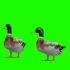 绿幕视频素材鸭子
