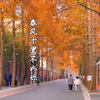 上海仅几百米的小路成全国各地情侣打卡地—甜爱路