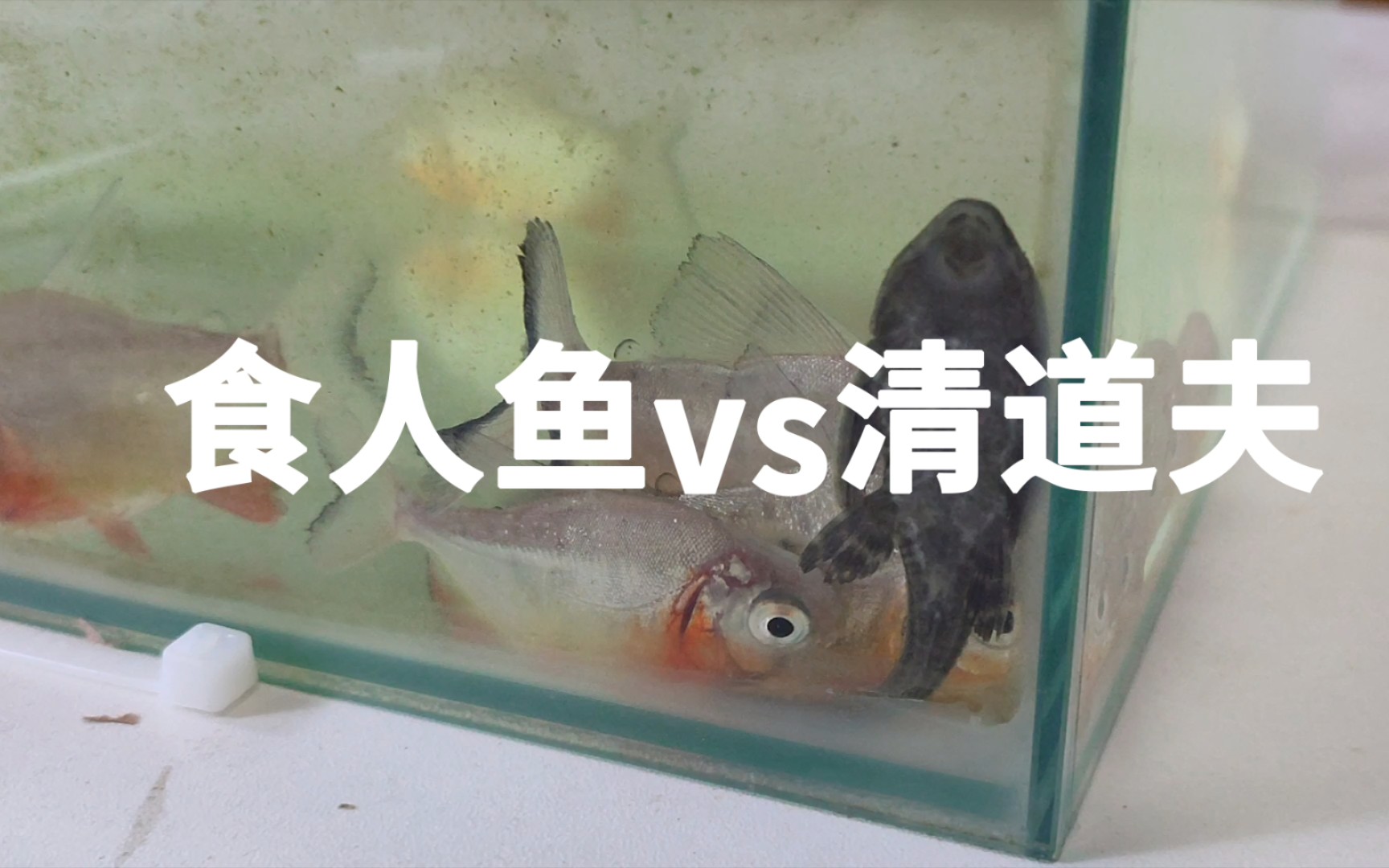 食人鱼vs清道夫，差点就不过审