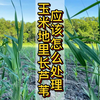玉米地里长芦苇应该怎么处理？分享一下咱们家的处理经验