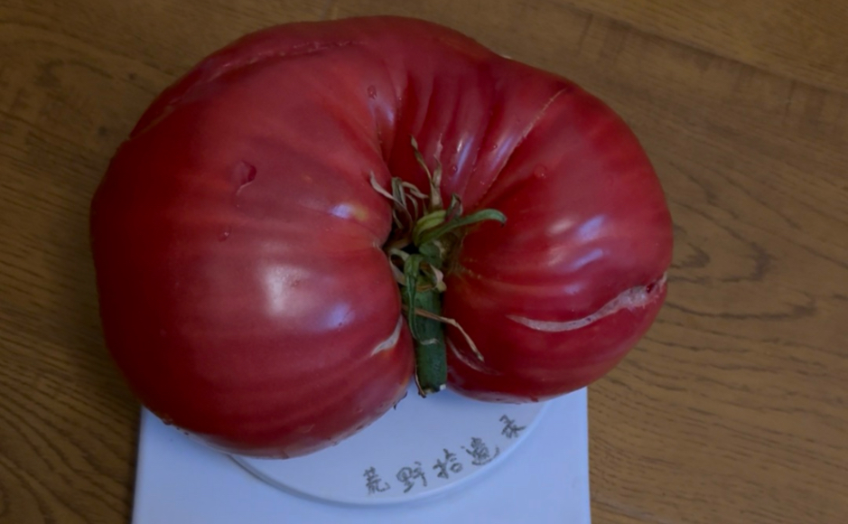 离谱！摘到2.6斤巨型沙瓤番茄！皮薄如纸爆甜多汁，这口感我服了！