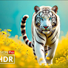 全球最精彩的 4K 视频 - 杜比视界 HDR 4K 60FPS 超高清
