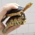 黄缘盒龟和黄喉拟水龟在水里进食的区别，完全两回事，长见识了