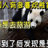 咱们的国宝大熊猫，在国外究竟有多受欢迎，首相夫妇亲自迎接