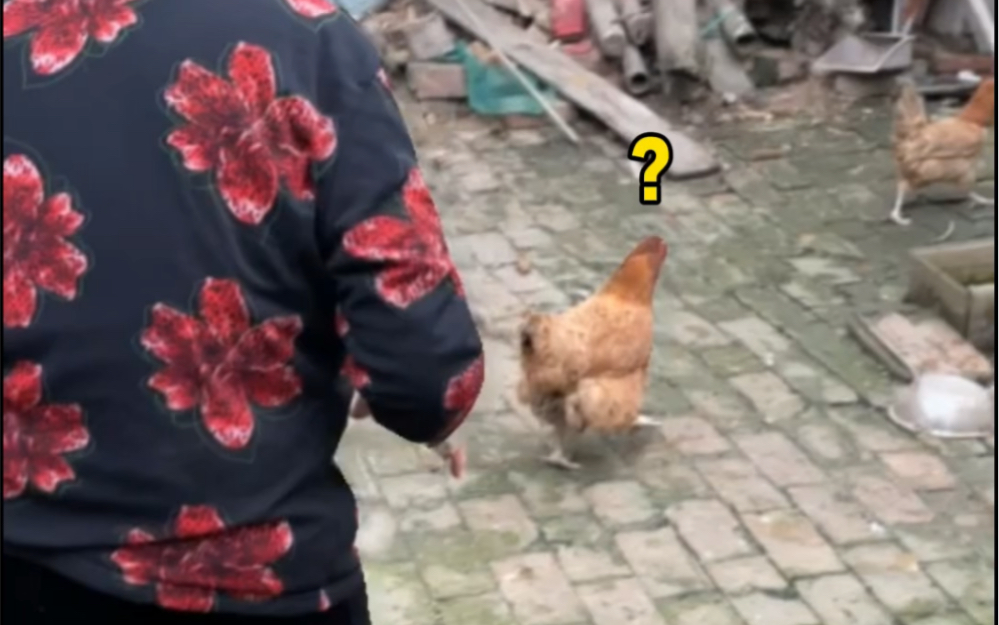 那只鸡做错了什么？