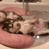2只刚出生1个多月的哈士奇躺在洗脸盆洗澡，好萌！