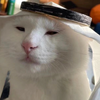 可爱的猫咪，要一起分享