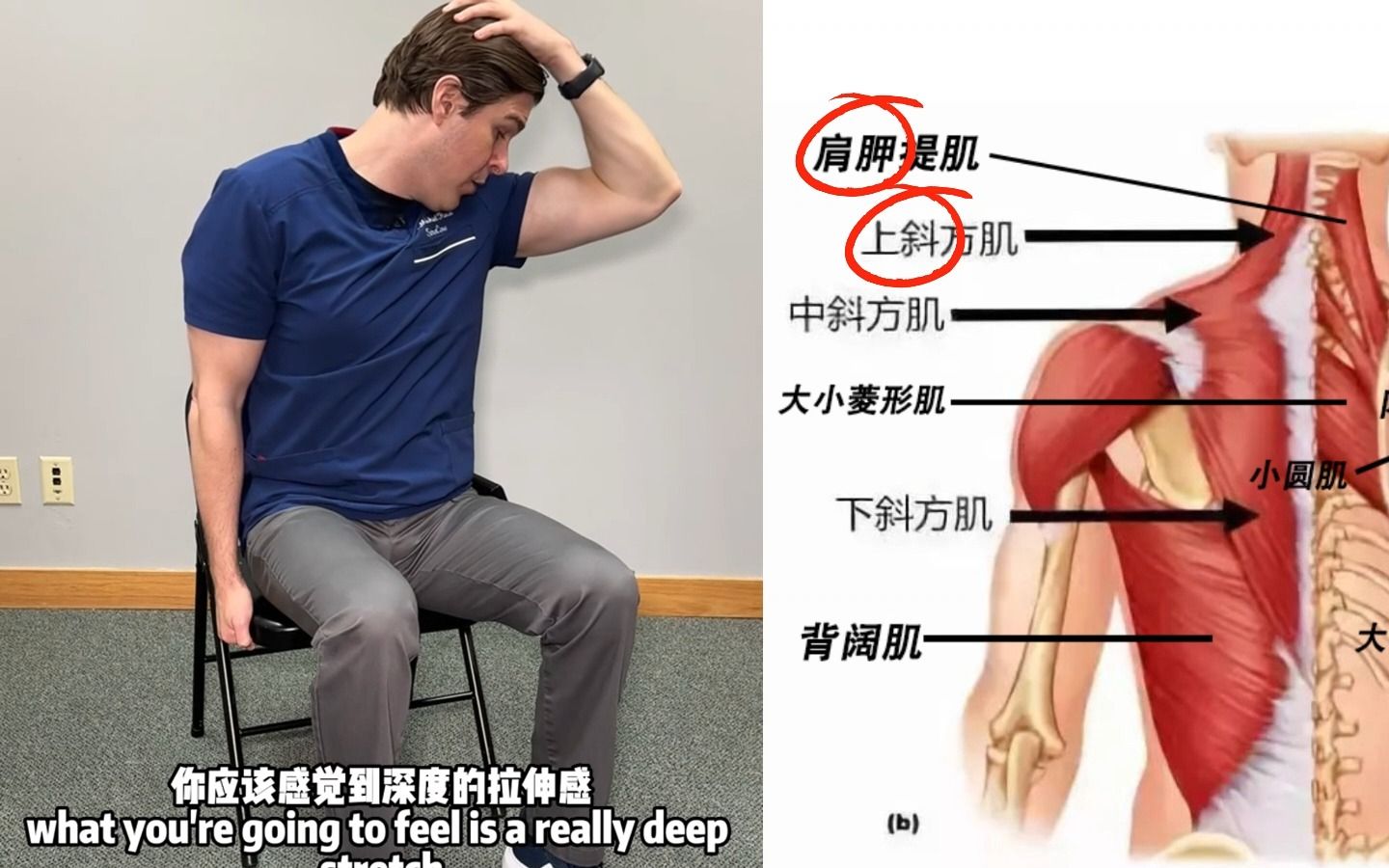 肩胛提肌和上斜方肌拉伸，缓解颈肩肌肉紧张和疼痛，运动康复