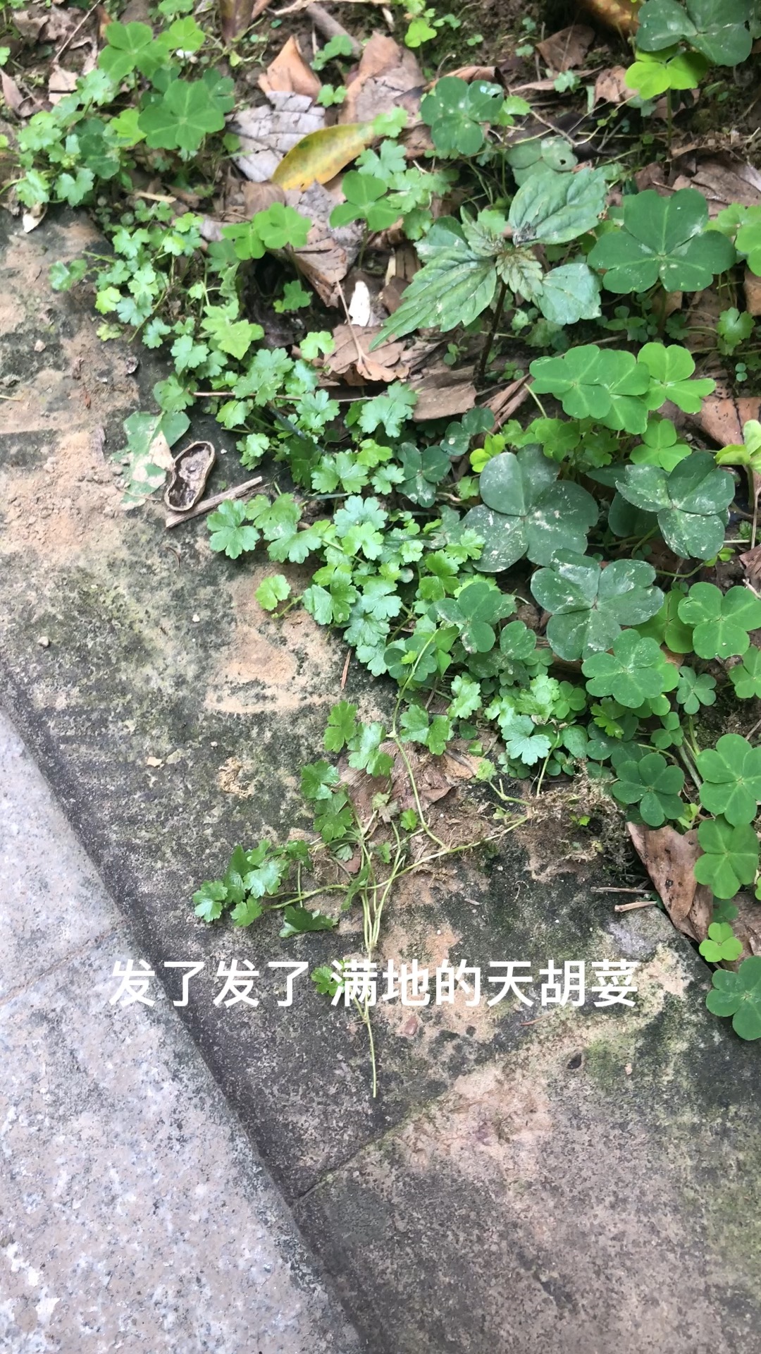 免费的水草要不要？满地都是