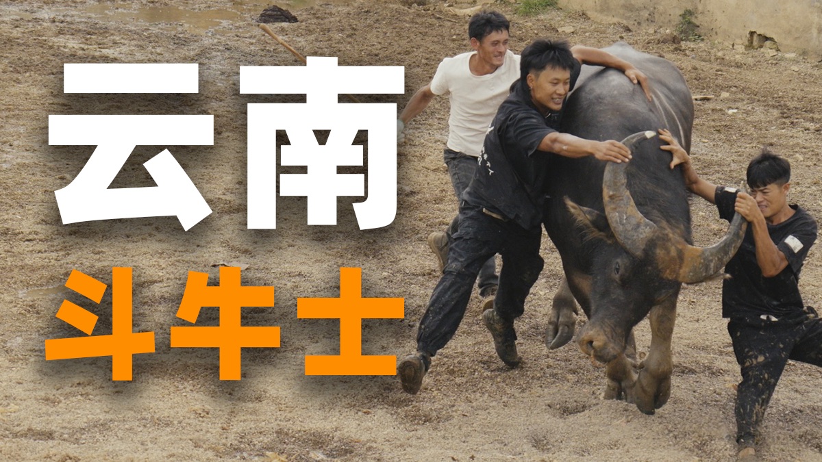 奇妙的中国01｜来自云南的斗牛士【阿星】