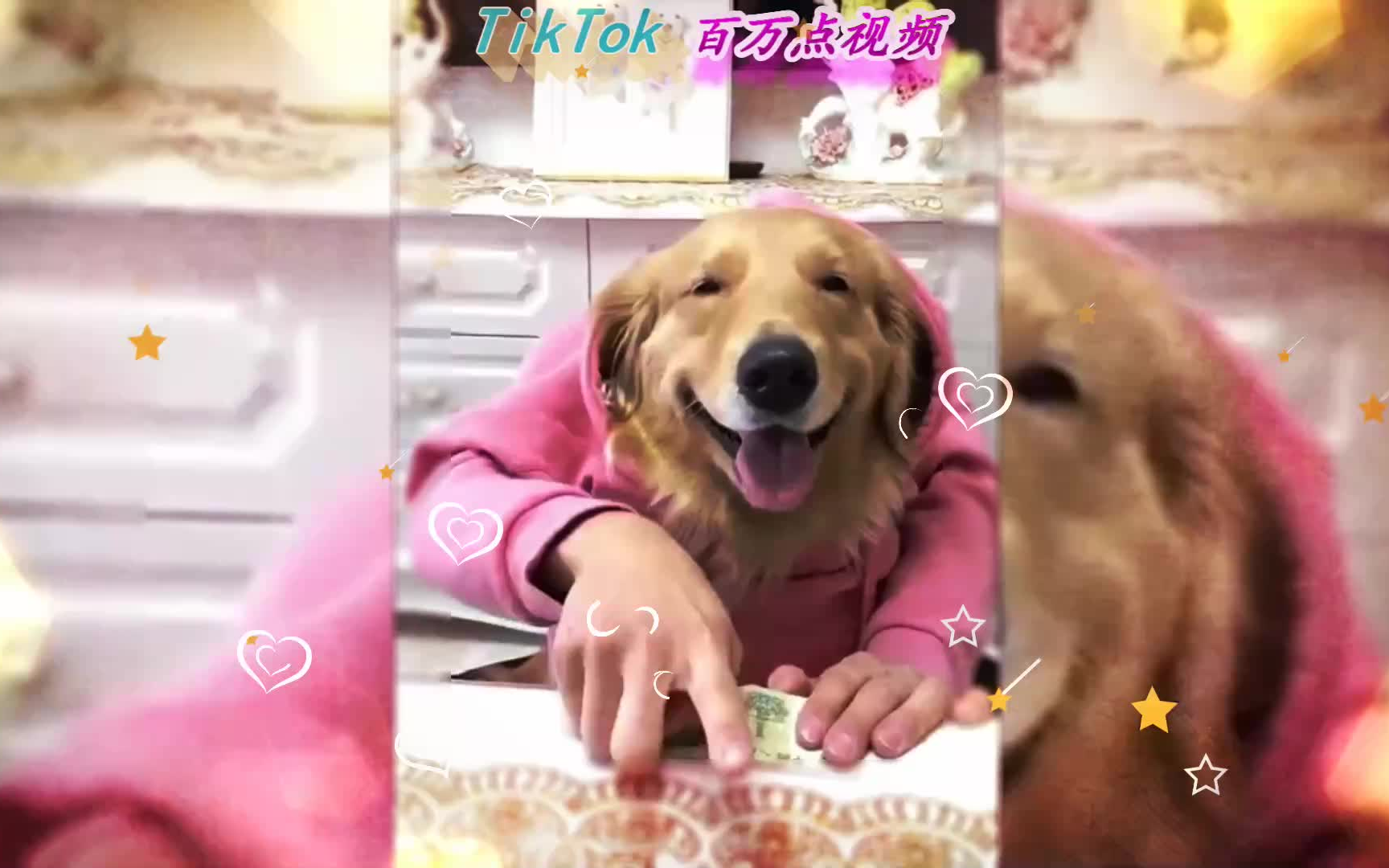 抖音爱吃面条的金毛蛋黄最精彩的萌宠tv4