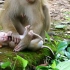小猴子露西被妈妈虐待了20分钟