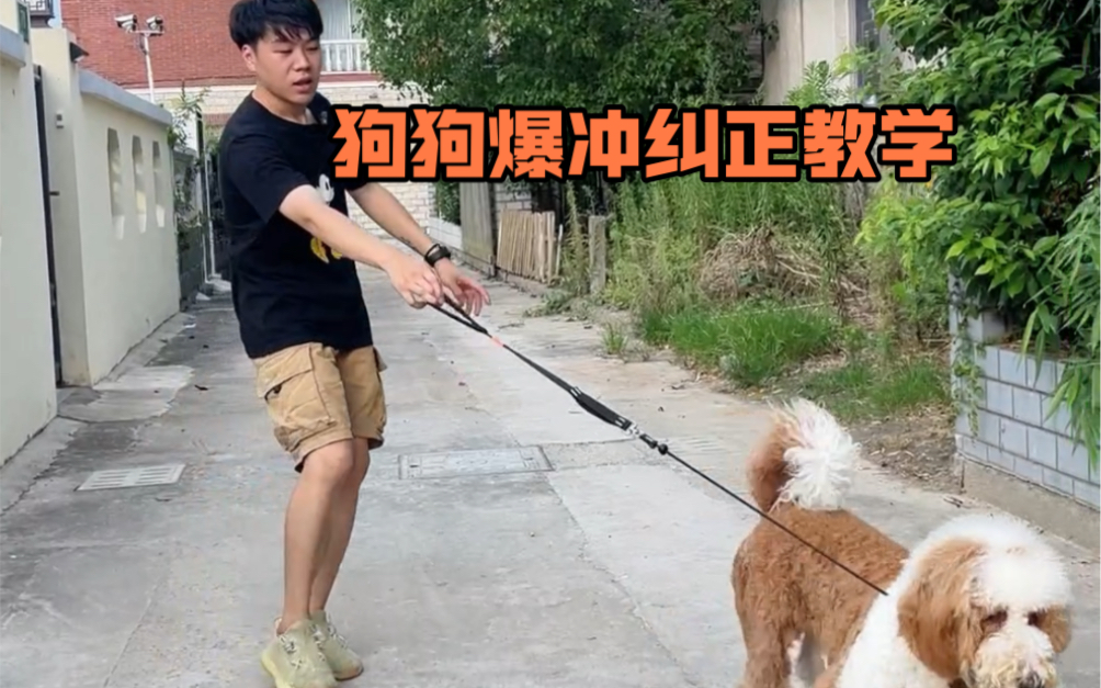 使用p绳纠正狗狗爆冲，就是这么简单！