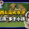 【参考信息第373期】山西&汕头水逆；毛孩多于小孩