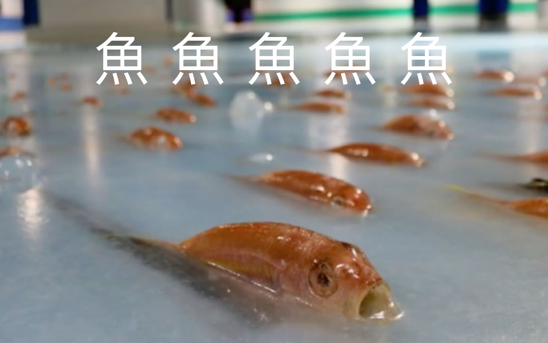 真鱼溜冰场，日本人真想的出来(熟肉)