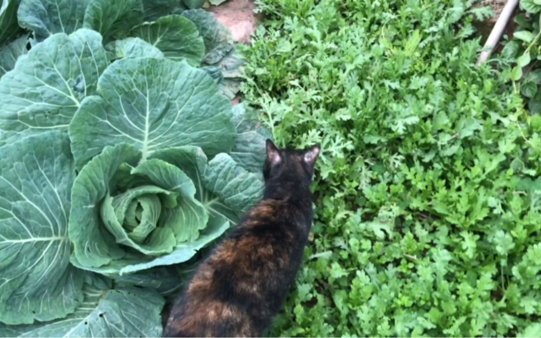 流浪猫一路跟踪我到菜园子……