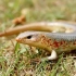 农村常见的“狗婆蛇”，像长有四条腿的毒蛇，它对人有害吗？