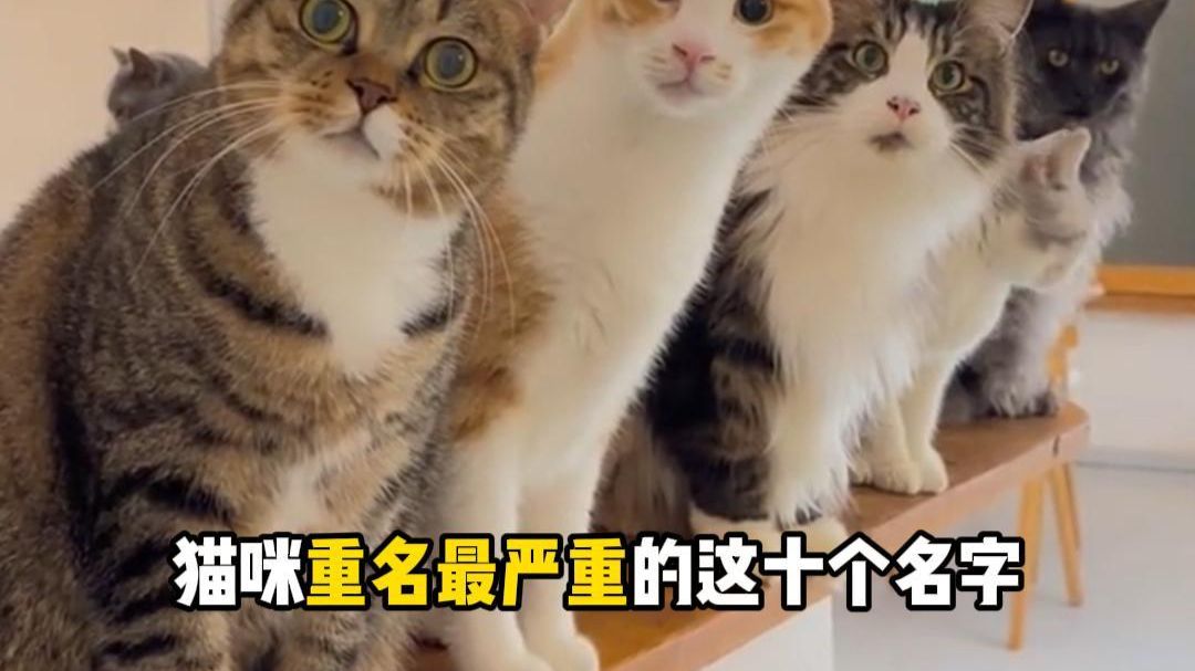 猫咪重名最严重的这10个名字