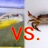 河豚VS螃蟹,一口下去画面感太强！再把章鱼哥的环境装修一下