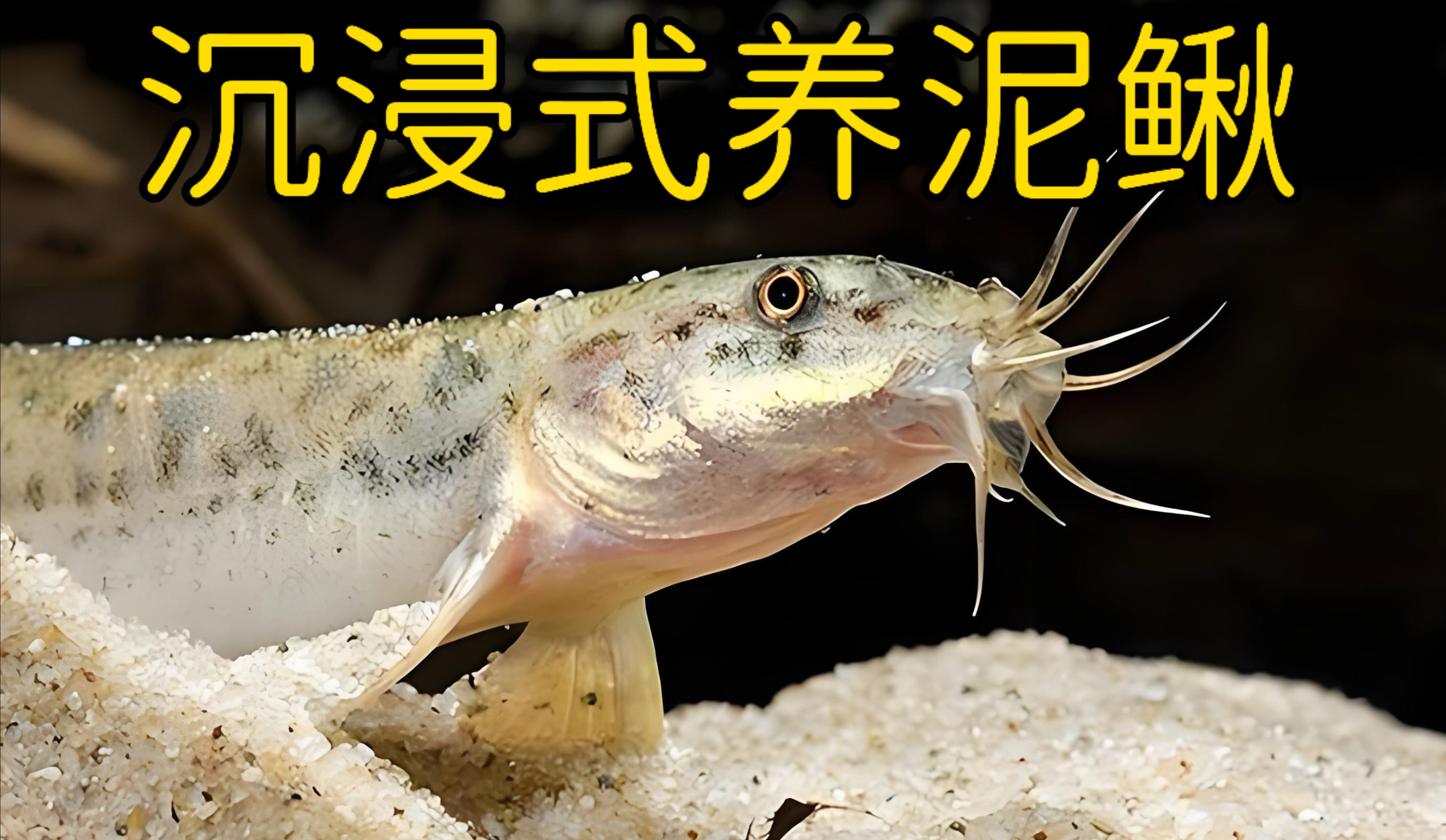 沉浸式养泥鳅，为泥鳅打造生态鱼缸，太好玩太解压了