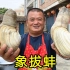 1100买3个象拔蚌，阿胖山独创农村象拔蚌吃法，鲜美异常连汤都不剩