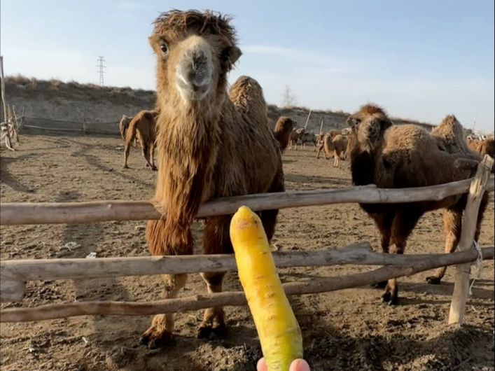 不能因为一根姜失去信任