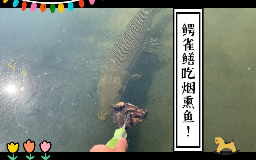鳄雀鳝吃烟熏鱼!