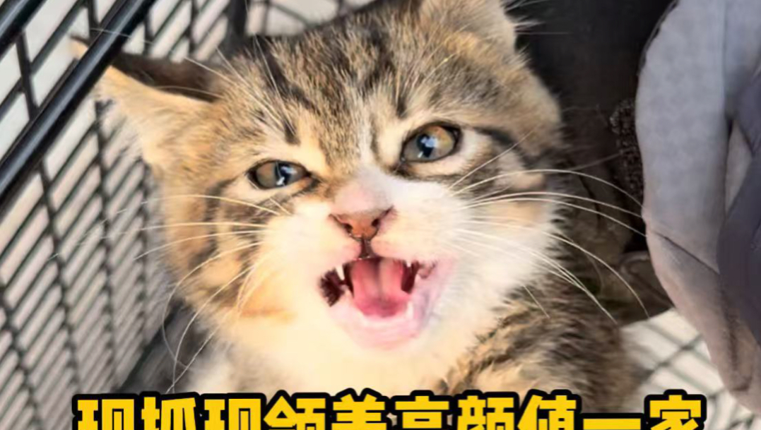 现抓现领养高颜值一家