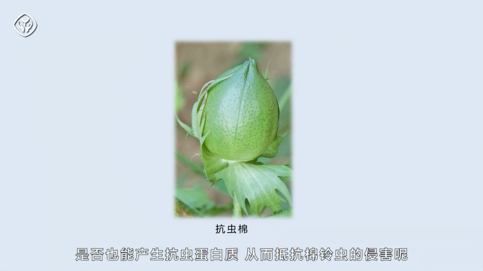 17.基因的表达章首（转基因抗虫棉）【人教社出品】
