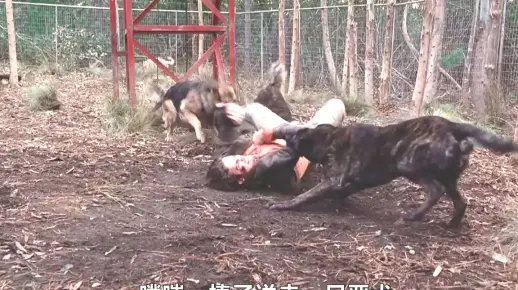 大战疯狂恶犬 #嗜血狂犬#电影解说 #我的观影报告