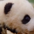【我们诞生在中国】大熊猫片段