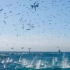 鲣鸟捕鱼：俯冲入海犹如导弹般，场面实在震撼，不要眨眼