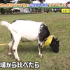 ヤギと大悟 231110 山梨県甲州市編＃１　ブドウの名産地！4兄弟のママ平愛梨が7年ぶりのロケ参戦