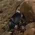 小甲蟲推糞球