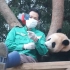 210911 大熊猫福宝 羡慕奶爸的工作 随手就能拉熊猫宝宝一起拍自拍