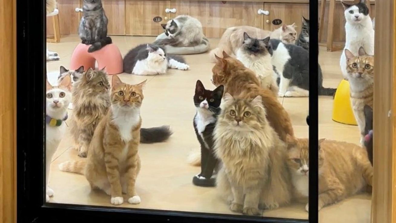 我曾是一只流浪猫，直到他把我带到了这里