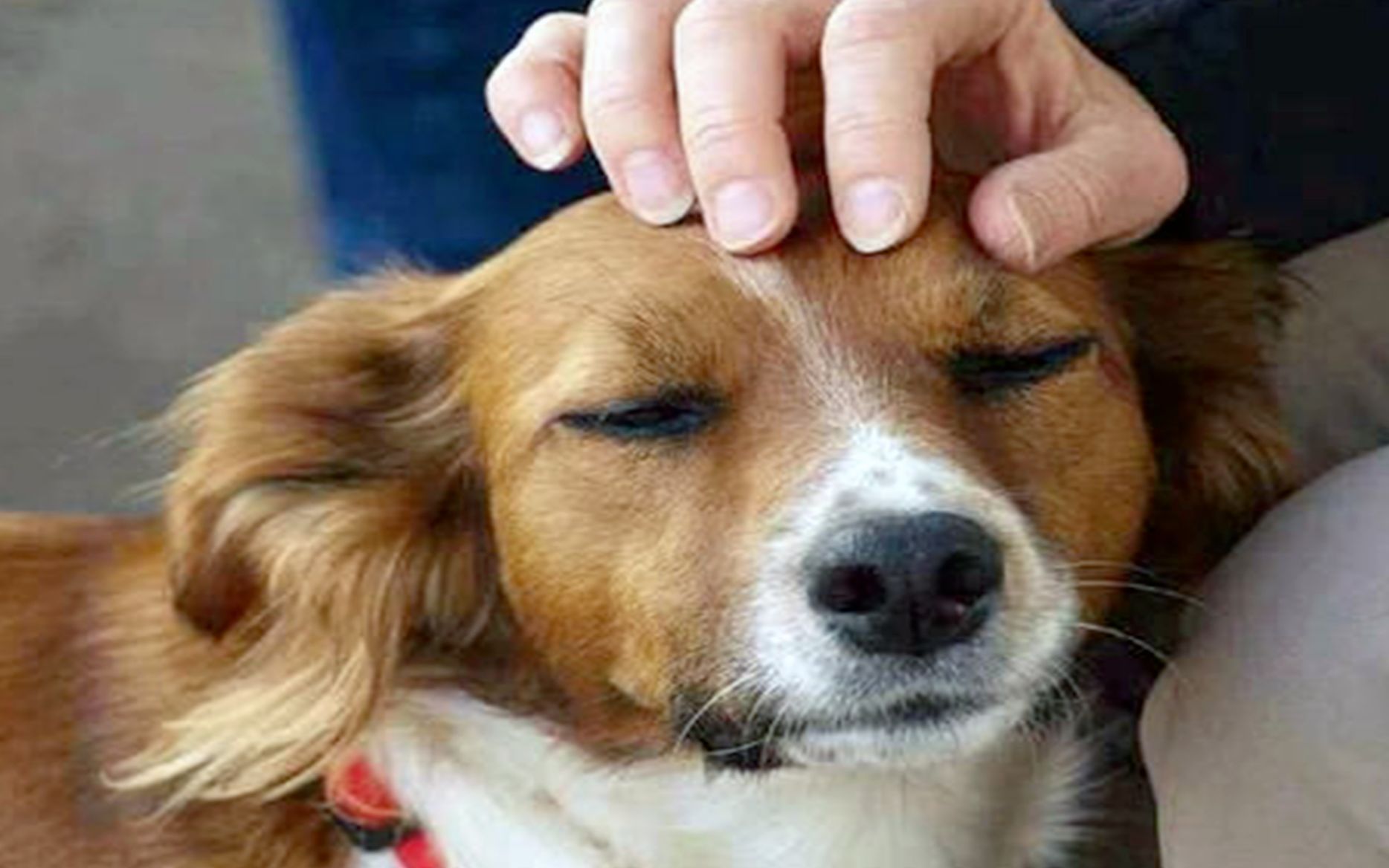 人们总喜欢摸狗头，但你知道在狗狗的世界里，摸头代表什么吗？