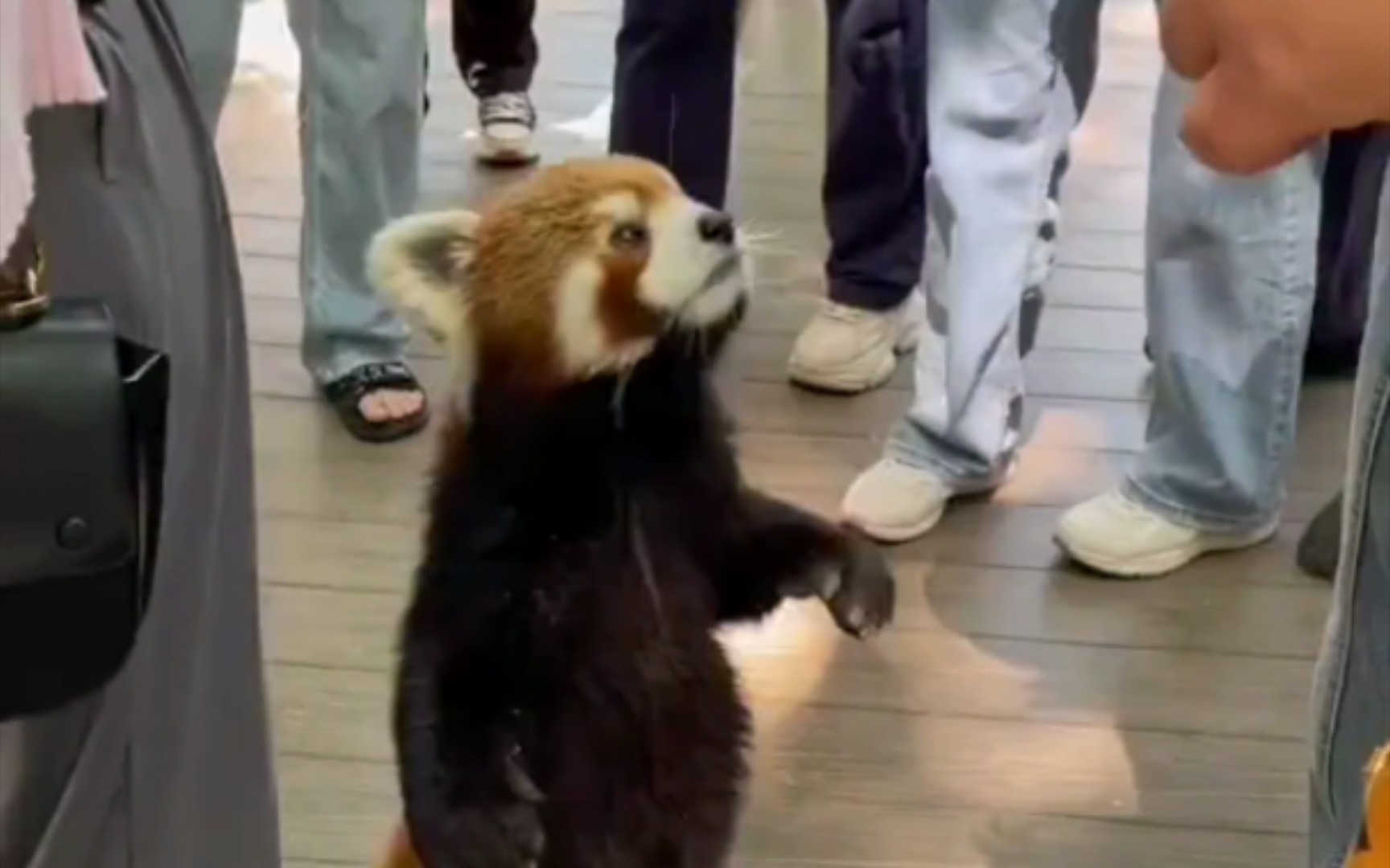 小熊猫：你们没一个人带苹果🍎来吗